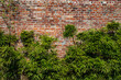 Wall with very old hand formed brick, leafy bushes foreground, renovation creative copy space, horizontal aspect