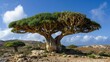 Discovering the Enigmatic Island: Dragon Tree, Endemic and Exotic Plant