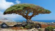 Dragon Tree of Island: Endemic Exoticism Amidst Desert Landscape