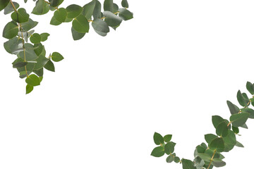 Wall Mural - Eucalyptus sprig isolated on a white background.