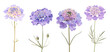 Collection of scabiosa flowers flat illustration cutout png clipping path isolated on white or transparent background