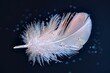 Feather Adorned with Dewdrops Against a Dark Background