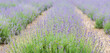 Blooming lavender flowers in field