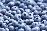 Fototapeta Mapy - fresh ripe blueberries as background