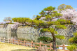 Cherry blossom and the Himeji castle in Japan