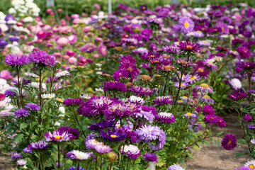 Wall Mural - a border full of multi-coloured Aster flowers in spring bloom