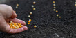 Sow seeds in the garden for rose gardens. selective focus.