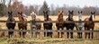 A group of horses in various colors and sizes, all standing close together behind the wooden fence at an horse farm on sunny day. AI generated illustration