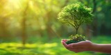 Fototapeta Sawanna - Green Tree Background. Hand Holding Big Tree Growing in Sunlight Environment