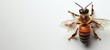 Bee isolated on a white background. Detailed bee close-up. Concept of entomology, pollination biology, and ecological research. Banner. Copy space