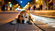 Hund liegt erschöpft auf dem Fußgängerweg . KI Generated