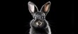 An adorable rabbit with long, floppy ears standing out against a dark black background