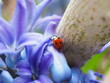 Biedronka na fioletowym kwiatku