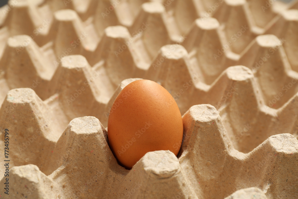 Chicken egg in cardboard box, closeup