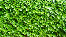 ivy background plant tissue green leaves decorative plants fence