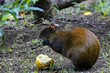 Central American agouti, Dasyprocta punctata, in a forest