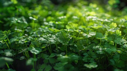Poster - Close up of green plants, suitable for nature concepts
