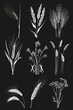 Assorted plants on a dark backdrop, suitable for botanical themes