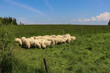 A flock of sheep on a green glade in Podhale, Poland