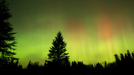 Wall Mural - bright green aurora with areas of red fill the sky above a forest of evergreen trees. stars can be s