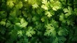 Detailed close-up of vibrant green leaves, perfect for nature backgrounds