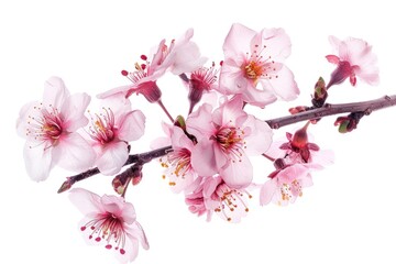 Poster - Close up of a flower on a branch, perfect for nature themes