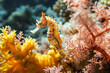 SEAHORSE ON COLOURFUL CORAL REEF.
