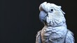 A detailed close up of a parrot with a black background. Suitable for nature and animal themed designs