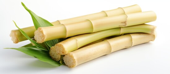 Wall Mural - Several bamboo sticks with green leaves clustered together in a close-up shot, showcasing the natural beauty of the plant