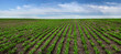 Sugar beet crops field, agricultural landscape and blue sky