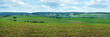 panoramic view of hills of sugar beet fields landscape with cloudy sky