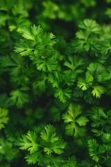 Aufkleber - Close up of a bunch of green leaves, perfect for nature backgrounds