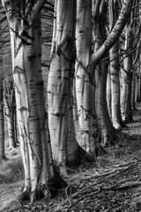 Poster - A striking black and white photo of a row of trees. Perfect for nature-themed designs
