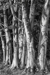 Poster - A stunning black and white photo of a row of trees. Perfect for nature enthusiasts and interior design projects