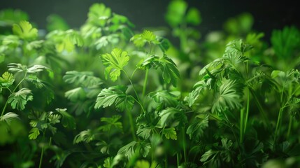 Naklejka na meble Detailed view of green plants, suitable for nature concepts