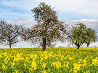 Poster - Blühende Obstbäume im Frühjahr