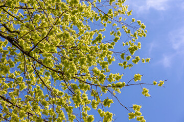 Sticker - Selective focus of Ulmus minor samarae on the tree, Elm flowers in early spring, Elms are deciduous and semi-deciduous trees comprising the flowering plant genus Ulmus in the plant family Ulmaceae.