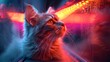 Cute cat in neon light. Colorful toned image.