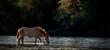 © desertsolitaire - Wild Horse on the Salt River