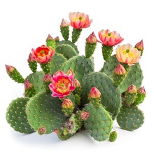Prickly pear cactus bush in bloom, showcasing the beauty of the cactus flower in detail.