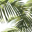 Blurry tropical coconut leaf overlay with shadow palm leaves silhouette, showcasing a stylized spring-summer themed element.