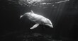 Beluga Whale, skin smooth and white, sonar singing, underwater grace
