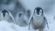cuteness overload of baby penguins waddling on a snowy white background, their fluffy feathers and clumsy steps immortalized in cinematic 8k full ultra HD