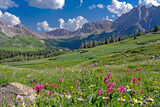 Fototapeta Natura - Wildflowers in Bloom Amidst High Mountains: Capturing Beauty in Its Most Natural State