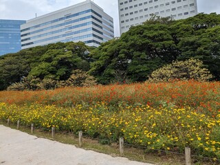 Canvas Print - the beautiful cosmos garden in hama-rikyu gardens, tokyo, JAPAN