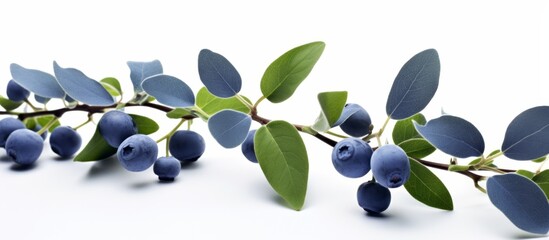 Wall Mural - Lush blueberry plant branch with green leaves in a detailed close-up view