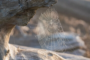 Dew on Spiderweb