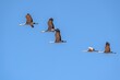 Sandhill cranes (Grus canadensis) in flight; Crane Trust; Nebraska 