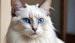 Javanese cat with its long  silky coat and striking blue eyes