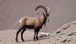 An Ibex With Its Horns Curved Like Crescent Moons